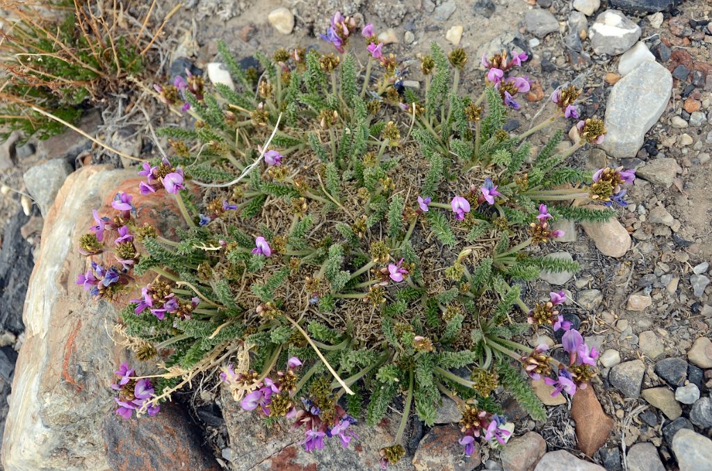 15 Purple Flowers Near Gasherbrum North Base Camp in China